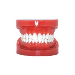 Typodont Schaumodell