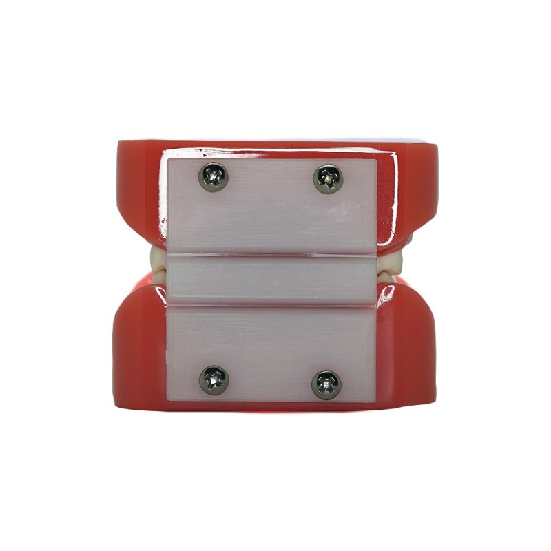 Typodont Schaumodell