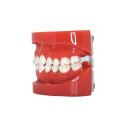 Typodont Schaumodell